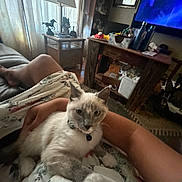 Alora joined the competition — help win amazing prizes! cat, person, arm, couch, blanket, living_room, table, lamp, television, decor, wooden_furniture, indoor, relaxing, pet, fluffy, resting, comfort, home, cozy, casual