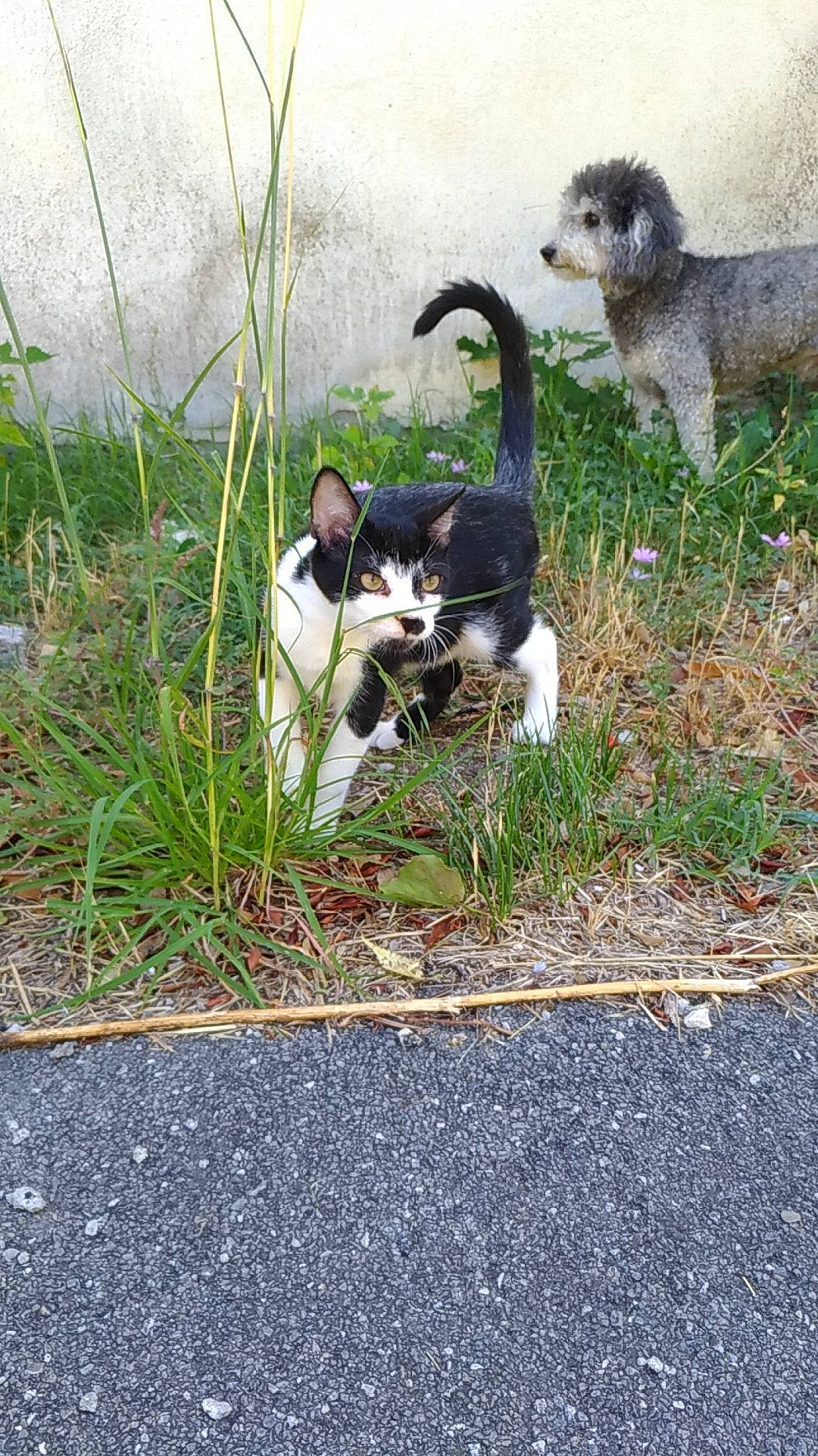Pilou a rejoint le concours — aidez-le/la à gagner de superbes lots ! _geese_and_swans, asphalt, beak, canidae, carnivore, cat, companion_dog, dog_breed, ducks, felidae, grass, plant, road_surface, seabird, sidewalk, sitting, small_to_medium_sized_cats, snout, sporting_group, tail