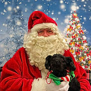 Reese is registered to the contest to win money with this photo: bench, black_dog, celebration, christmas_tree, dog, festive, festivity, holiday, holiday_decor, indoor, ornaments, plaid, portrait, red_suit, santa_claus, scarf, seasonal, snow, white_beard, winter