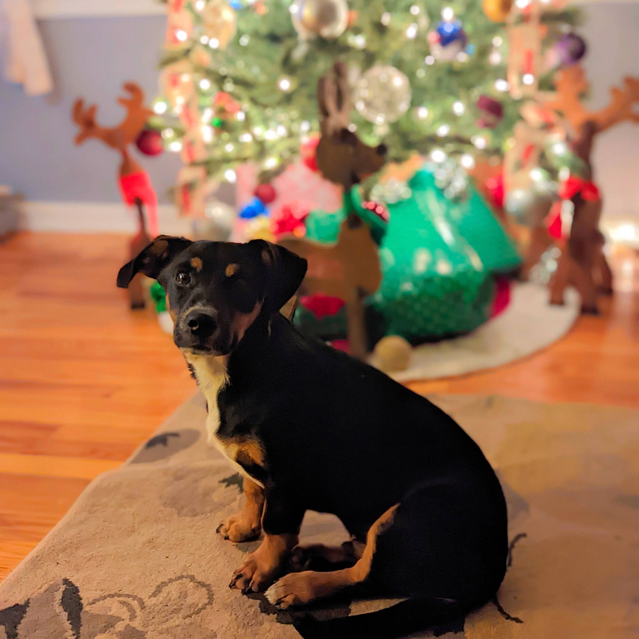 Nash is registered to the contest to win money with this photo: canidae, carnivore, christmas, christmas_decoration, christmas_tree, collar, companion_dog, conifer, dog, dog_breed, dog_supply, event, fawn, holiday, ornament, sporting_group, tail, toy_dog, wood, working_animal
