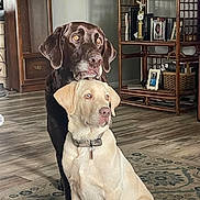 Ruger And Bentley joined the competition — help win amazing prizes! dog, labrador, chocolate_labrador, yellow_labrador, pets, indoor, floor, rug, furniture, shelf, photoframes, collar, animal, companionship, cute, domestic, resting, closeup, two_dogs, home