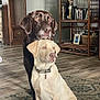 dog, labrador, chocolate_labrador, yellow_labrador, pets, indoor, floor, rug, furniture, shelf, photoframes, collar, animal, companionship, cute, domestic, resting, closeup, two_dogs, home