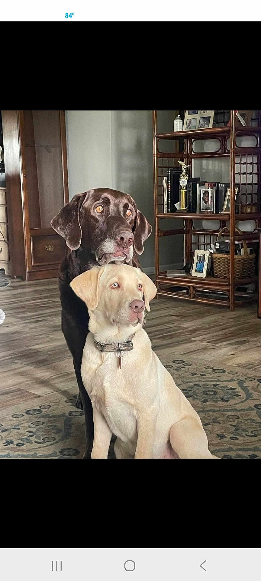 Ruger And Bentley joined the competition — help win amazing prizes! dog, labrador, chocolate_labrador, yellow_labrador, pets, indoor, floor, rug, furniture, shelf, photoframes, collar, animal, companionship, cute, domestic, resting, closeup, two_dogs, home