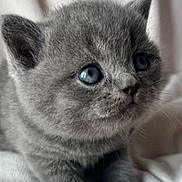 Cookie joined the competition — help win amazing prizes! kitten, gray_fur, blue_eyes, close_up, pet, animal, cute, furry, whiskers, soft_texture, indoor, resting, blanket, young, small, curious, mammal, feline, domestic_cat, portrait