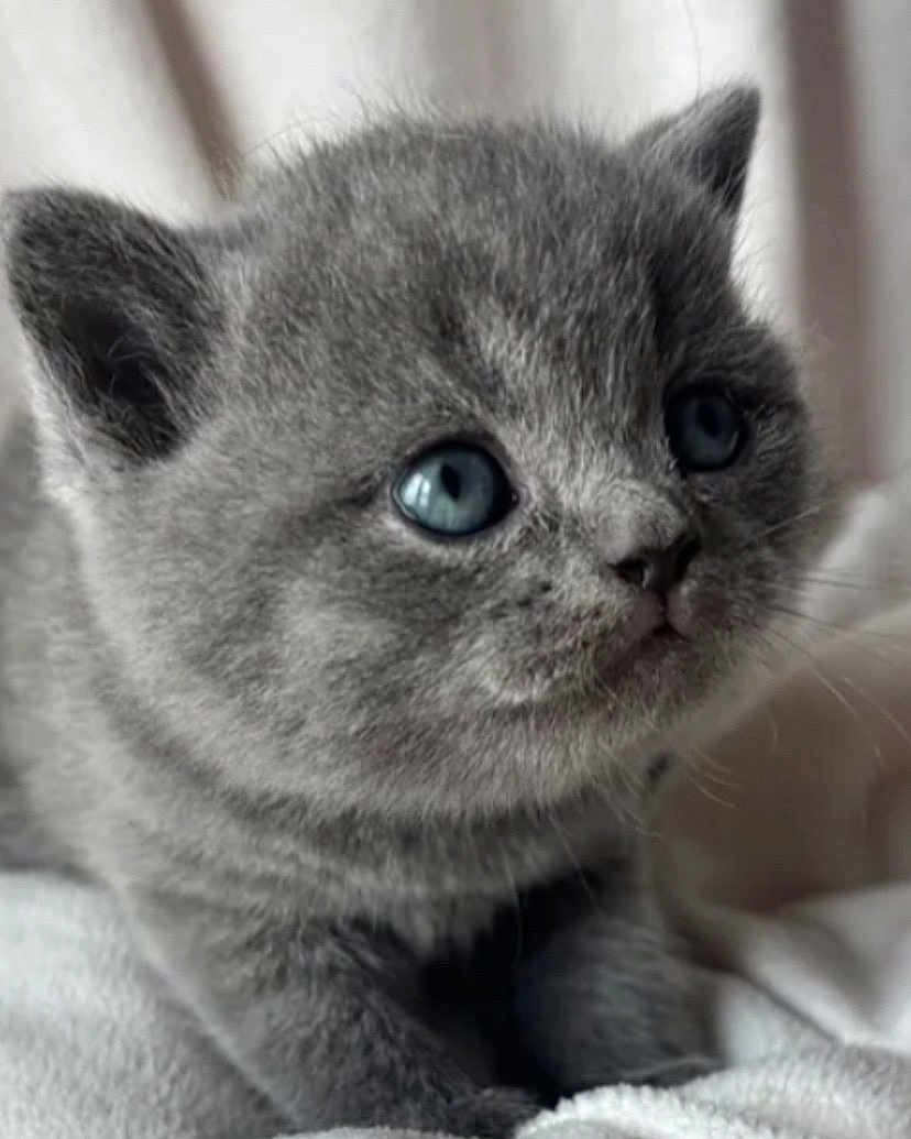 Cookie joined the competition — help win amazing prizes! kitten, gray_fur, blue_eyes, close_up, pet, animal, cute, furry, whiskers, soft_texture, indoor, resting, blanket, young, small, curious, mammal, feline, domestic_cat, portrait