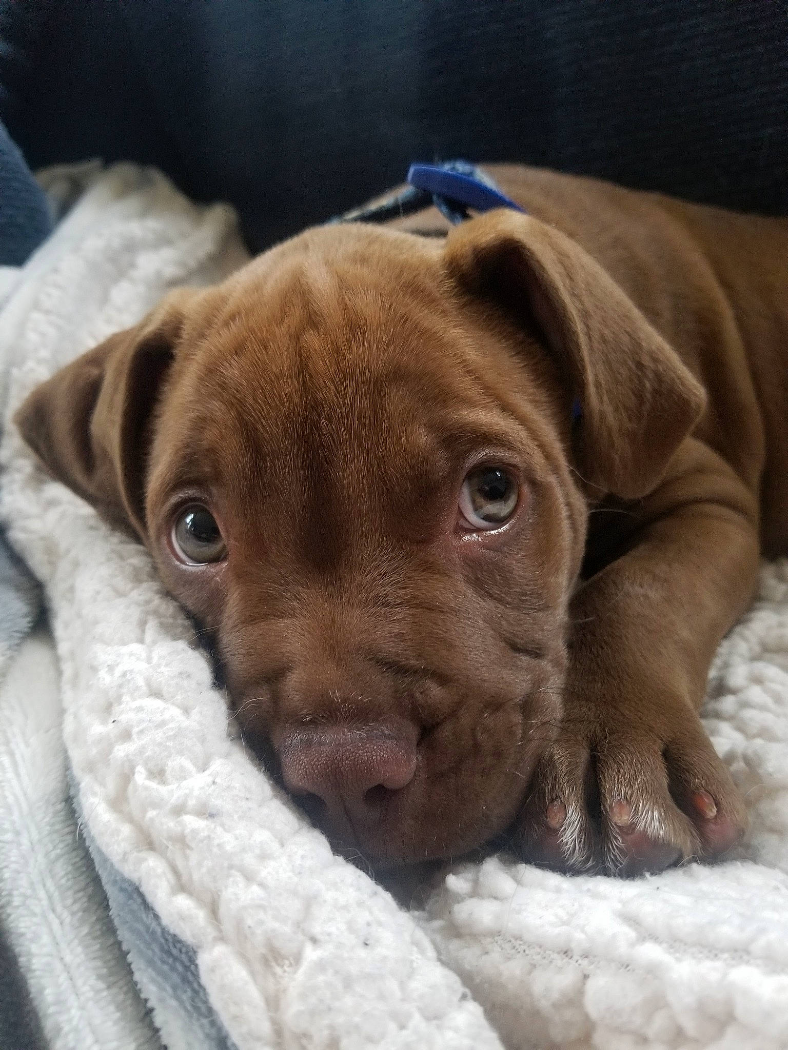 Paxton is registered to the contest to win money with this photo: american_pit_bull_terrier, beagador, canidae, carnivore, dog, dog_breed, fawn, mammal, non_sporting_group, nose, pit_bull, puppy, snout, sporting_group, vertebrate, wrinkle