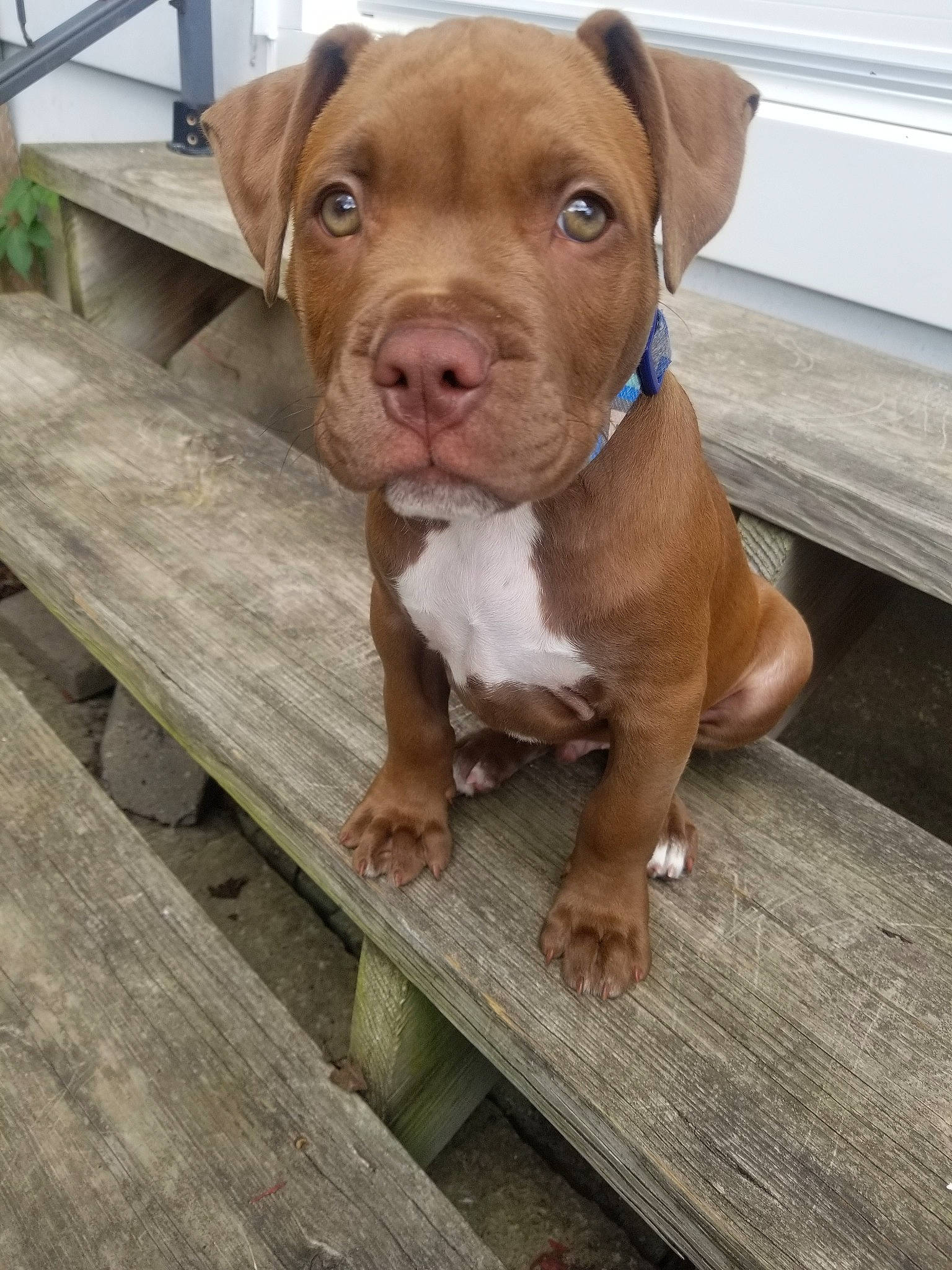 Paxton joined the competition — help win amazing prizes! american_pit_bull_terrier, american_staffordshire_terrier, canidae, carnivore, dog, dog_breed, fawn, mammal, molosser, non_sporting_group, pit_bull, puppy, rare_breed_dog, snout, sporting_group, vertebrate