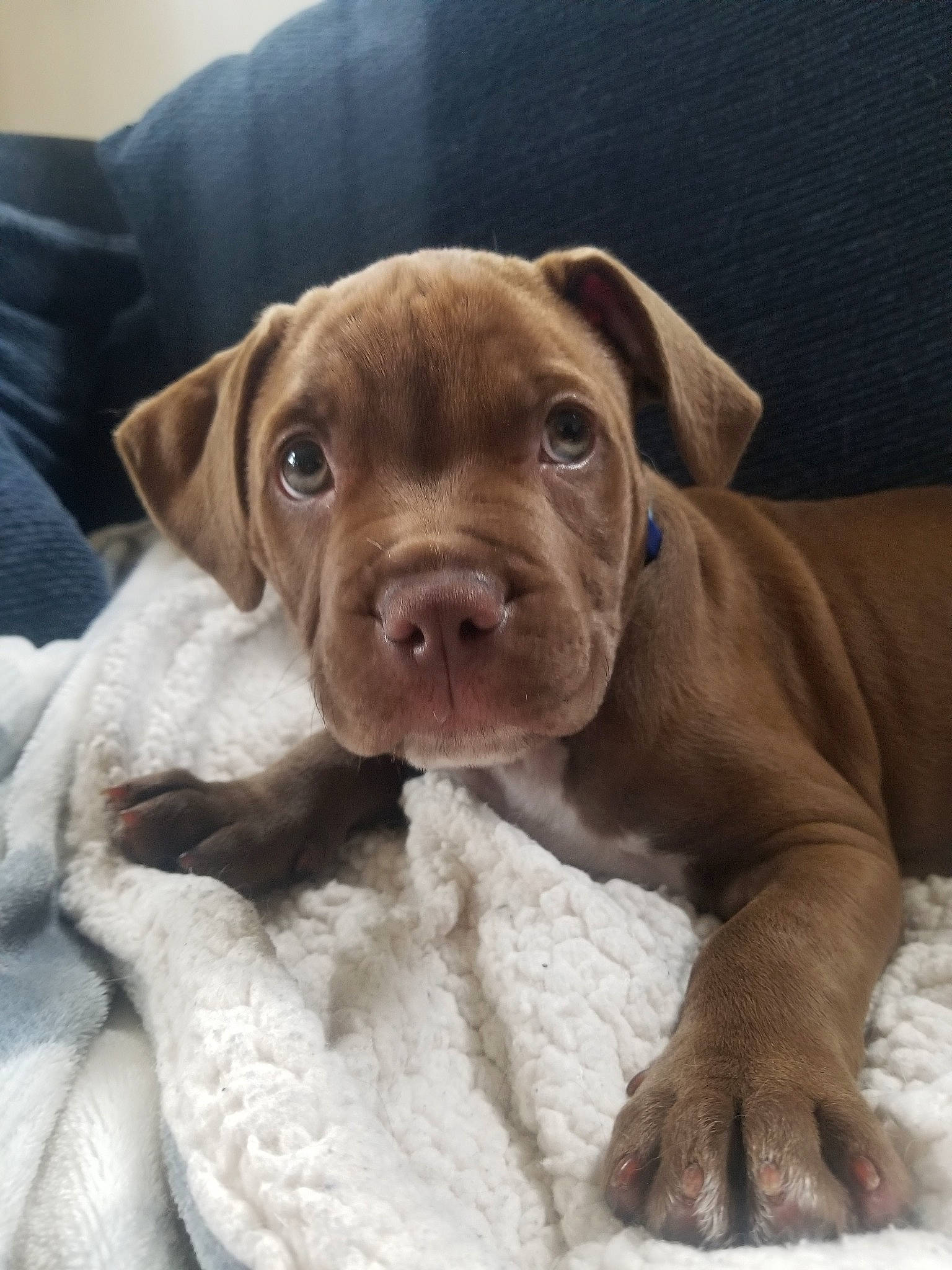 Paxton is registered to the contest to win money with this photo: american_bulldog, american_pit_bull_terrier, beagador, canidae, carnivore, dog, dog_breed, dogue_de_bordeaux, fawn, mammal, molosser, non_sporting_group, pit_bull, puppy, rare_breed_dog, snout, sporting_group, vertebrate