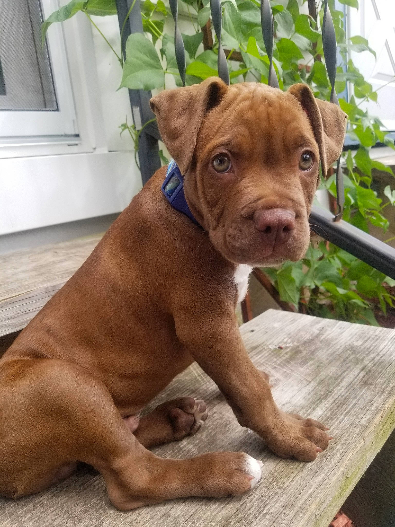 Paxton is registered to the contest to win money with this photo: american_pit_bull_terrier, canidae, carnivore, dog, dog_breed, dogue_de_bordeaux, fawn, mammal, molosser, non_sporting_group, pit_bull, rare_breed_dog, snout, sporting_group, vertebrate