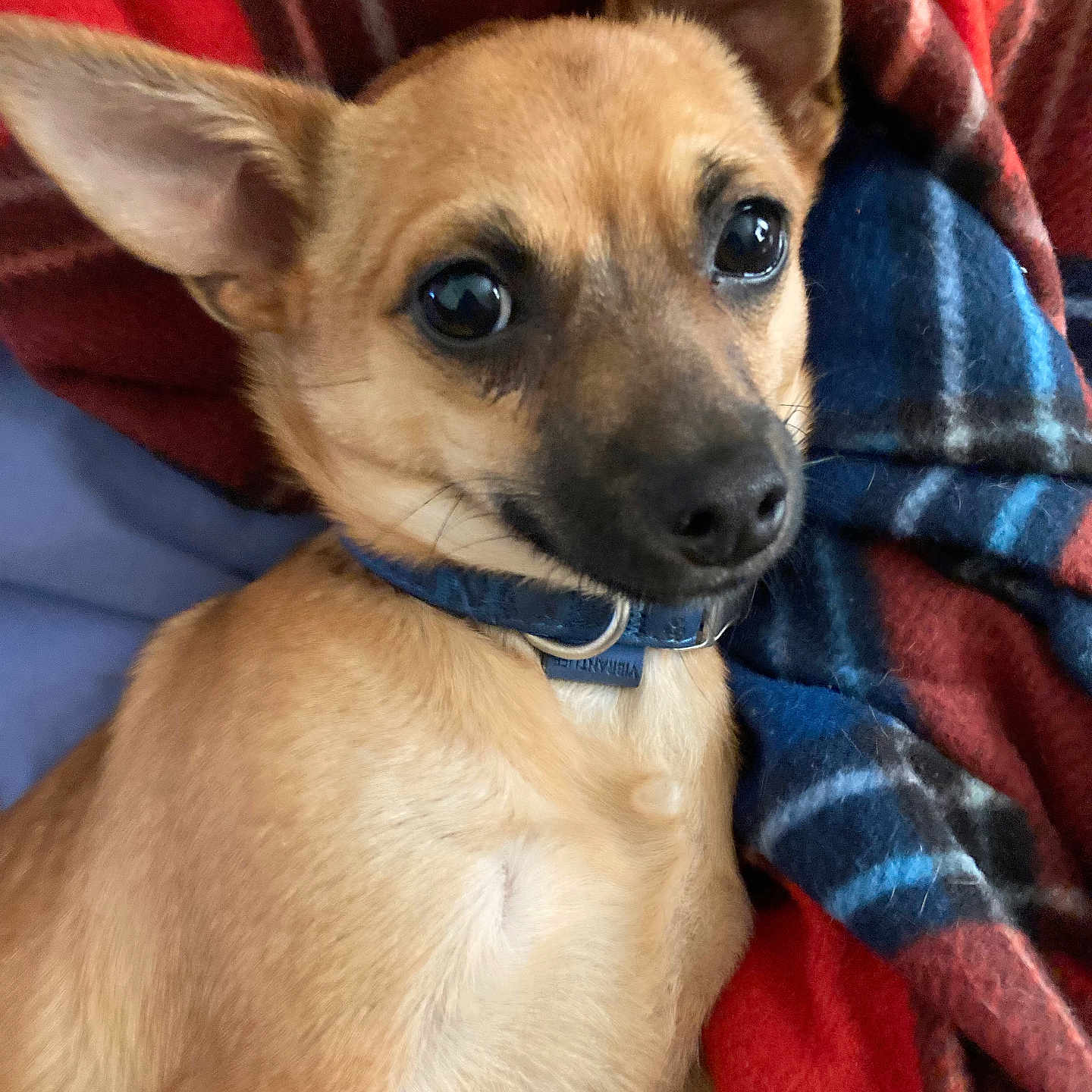 Buddy is registered to the contest to win money with this photo: animal, blanket, blue_blanket, close_up, collar, cozy, cute, dog, ears, eyes, fur, indoor, looking, pet, plaid, portrait, red_blanket, resting, small_dog, tan_dog