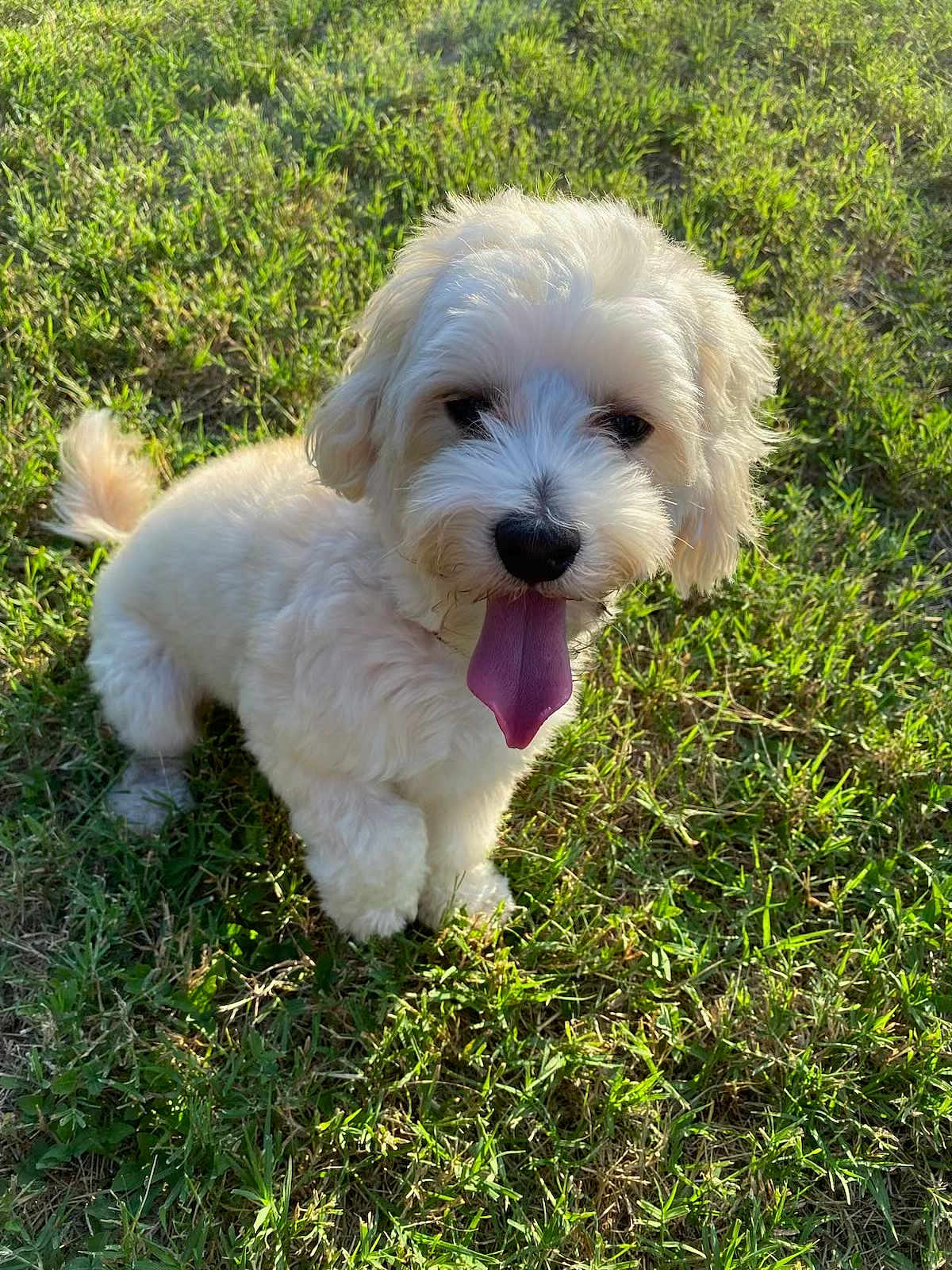 Heidi joined the competition — help win amazing prizes! dog, white_dog, fluffy, tongue_out, grass, outdoor, sunlight, pet, cute, happy, animal, canine, nature, playful, summer, greenery, small_dog, fur, tongue, sitting