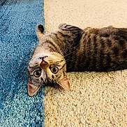 Lilo is registered to the contest to win money with this photo: animal, carpet, cat, curious, cute, domestic, ears, feline, floor, head_tilted, indoor, lying_down, pet, playful, relaxed, striped, tabby, two_tone, whiskers, wide_eyes