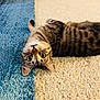 animal, carpet, cat, curious, cute, domestic, ears, feline, floor, head_tilted, indoor, lying_down, pet, playful, relaxed, striped, tabby, two_tone, whiskers, wide_eyes