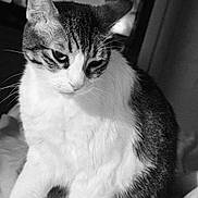 Tintin participe au concours pour gagner de l'argent avec cette photo : cat, animal, pet, feline, black_and_white, indoor, television, blurry_background, soft_surface, whiskers, fur, portrait, sitting, looking_down, close_up, domestic, mood, face, ears, bed