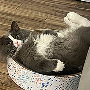 Mishi is registered to the contest to win money with this photo: animal, cardboard_scratch_pad, cat, curious, cute, domestic, ears, feline, fluffy, gray, home, indoor, lying_down, paws, pet, playful, relaxed, whiskers, white, wooden_floor