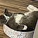 Mishi