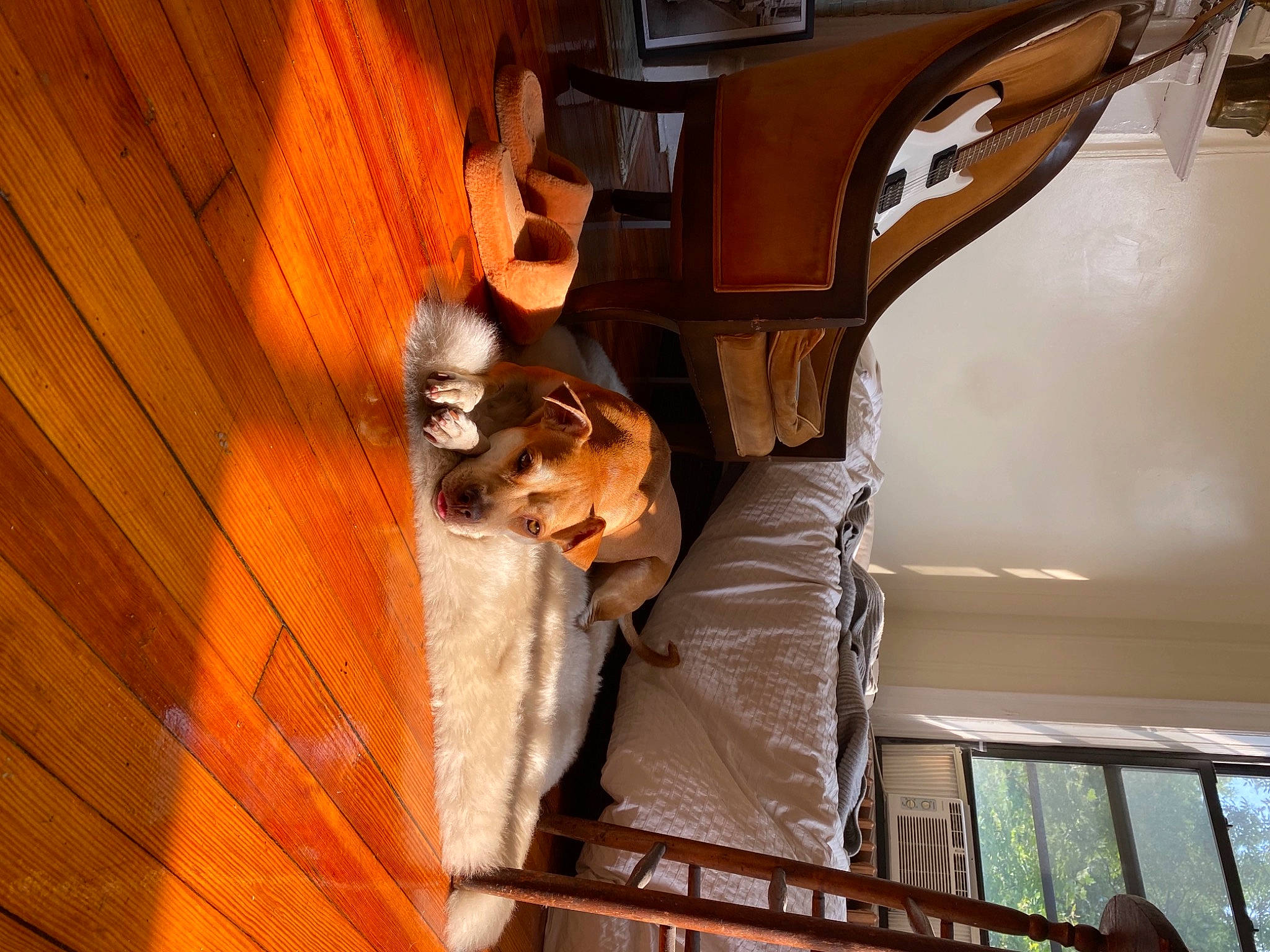 Jem is registered to the contest to win money with this photo: beam, building, carnivore, ceiling, companion_dog, dog, dog_breed, door, fawn, felidae, flooring, hardwood, house, personal_luxury_car, room, stairs, varnish, vehicle_door, wood, wood_stain
