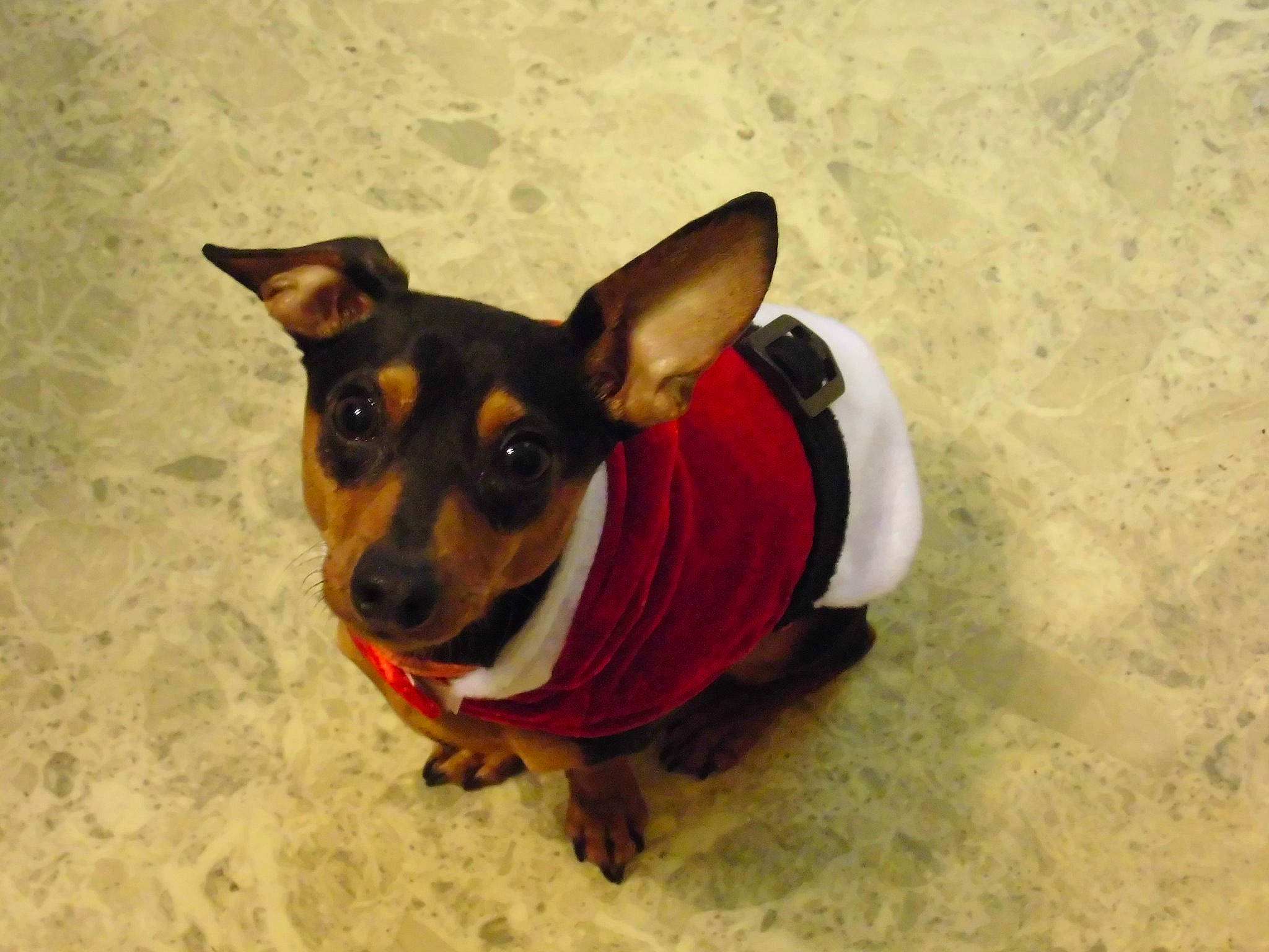 Ioda a rejoint le concours — aidez-le/la à gagner de superbes lots ! canidae, carnivore, dog, dog_breed, dog_clothes, german_pinscher, lancashire_heeler, mammal, manchester_terrier, miniature_fox_terrier, miniature_pinscher, pinscher, prazsky_krysarik, rat_terrier, snout, teddy_roosevelt_terrier, toy_dog, toy_fox_terrier, toy_manchester_terrier, vertebrate