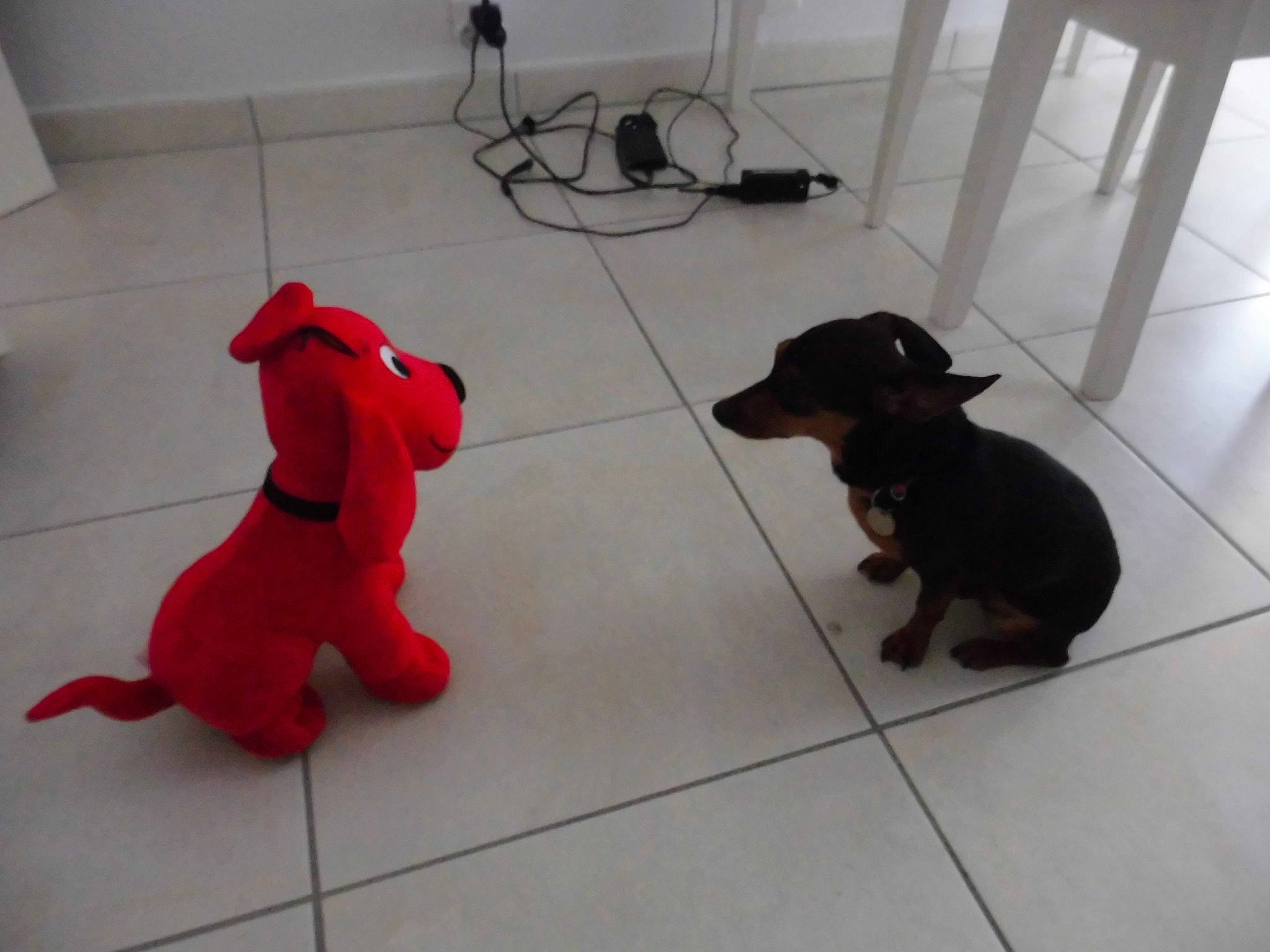 Ioda a rejoint le concours — aidez-le/la à gagner de superbes lots ! canidae, carnivore, companion_dog, dachshund, dobermann, dog, dog_breed, floor, flooring, german_pinscher, guard_dog, miniature_pinscher, pinscher, prazsky_krysarik, puppy, rottweiler, tail, tile, toy_dog, working_dog