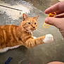 cat, orange_tabby, white_paws, hand, toy, spiral_toy, concrete_floor, indoor, playful, pet, animal, curious, reaching, person, fingers, paw, closeup, brown, striped, domestic_cat
