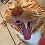 cat, orange_tabby, yawning, close_up, teeth, tongue, whiskers, floor, tile, indoor, pet, animal, feline, mouth_open, fur, close_range, blurred_background, container, orange, white