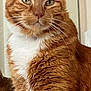 cat, orange_tabby, close_up, green_eyes, whiskers, fur, pet, indoor, portrait, fluffy, white_chest, curious, animal, cute, feline, domestic_cat, mammal, soft_fur, alert