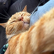 Cinnamon joined the competition — help win amazing prizes! cat, ginger_cat, close_up, whiskers, sleeping, cozy, pet, feline, paw, fur, snuggling, human_arm, blue_shirt, indoor, relaxation, cute, domestic_animal, animal, face, nose