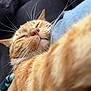 cat, ginger_cat, close_up, whiskers, sleeping, cozy, pet, feline, paw, fur, snuggling, human_arm, blue_shirt, indoor, relaxation, cute, domestic_animal, animal, face, nose