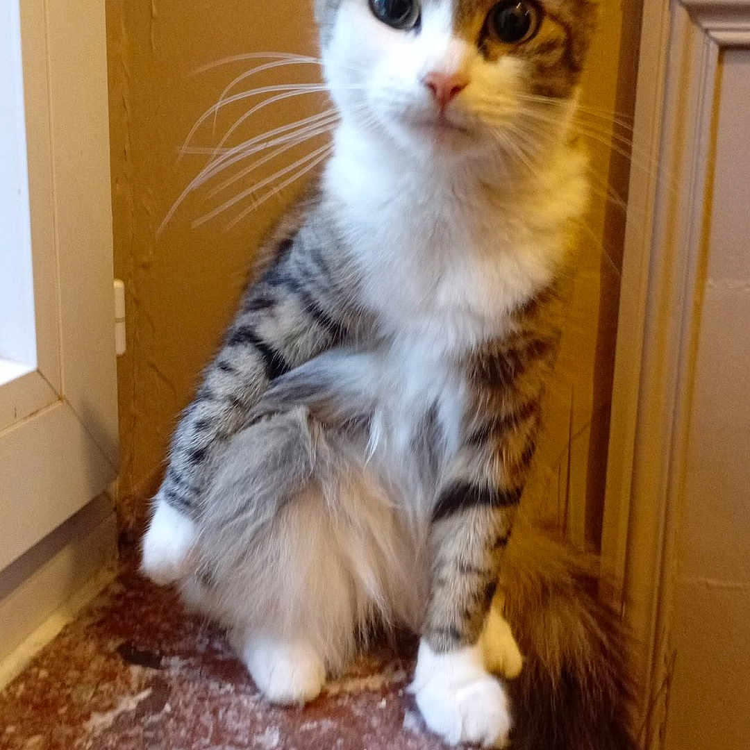 Dory participe au concours pour gagner de l'argent avec cette photo : cat, kitten, tabby, white_fur, fluffy, long_hair, pet, animal, sitting, portrait, closeup, whiskers, ears, eyes, tail, windowsill, indoor, warm_lighting, houseplant, cute