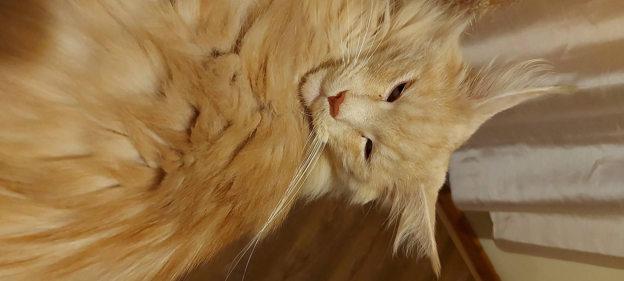 Kaiser joined the competition — help win amazing prizes! carnivore, cat, claw, domestic_short_haired_cat, fawn, felidae, fur, hardwood, laperm, paw, small_to_medium_sized_cats, snout, tail, terrestrial_animal, whiskers, wood