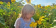 Hazel joined the competition — help win amazing prizes! child, sunflower, flower, field, dress, blue_dress, princess, outdoor, sunny, daylight, nature, greenery, plants, flora, sky, sun, portrait, girl, curious, summer