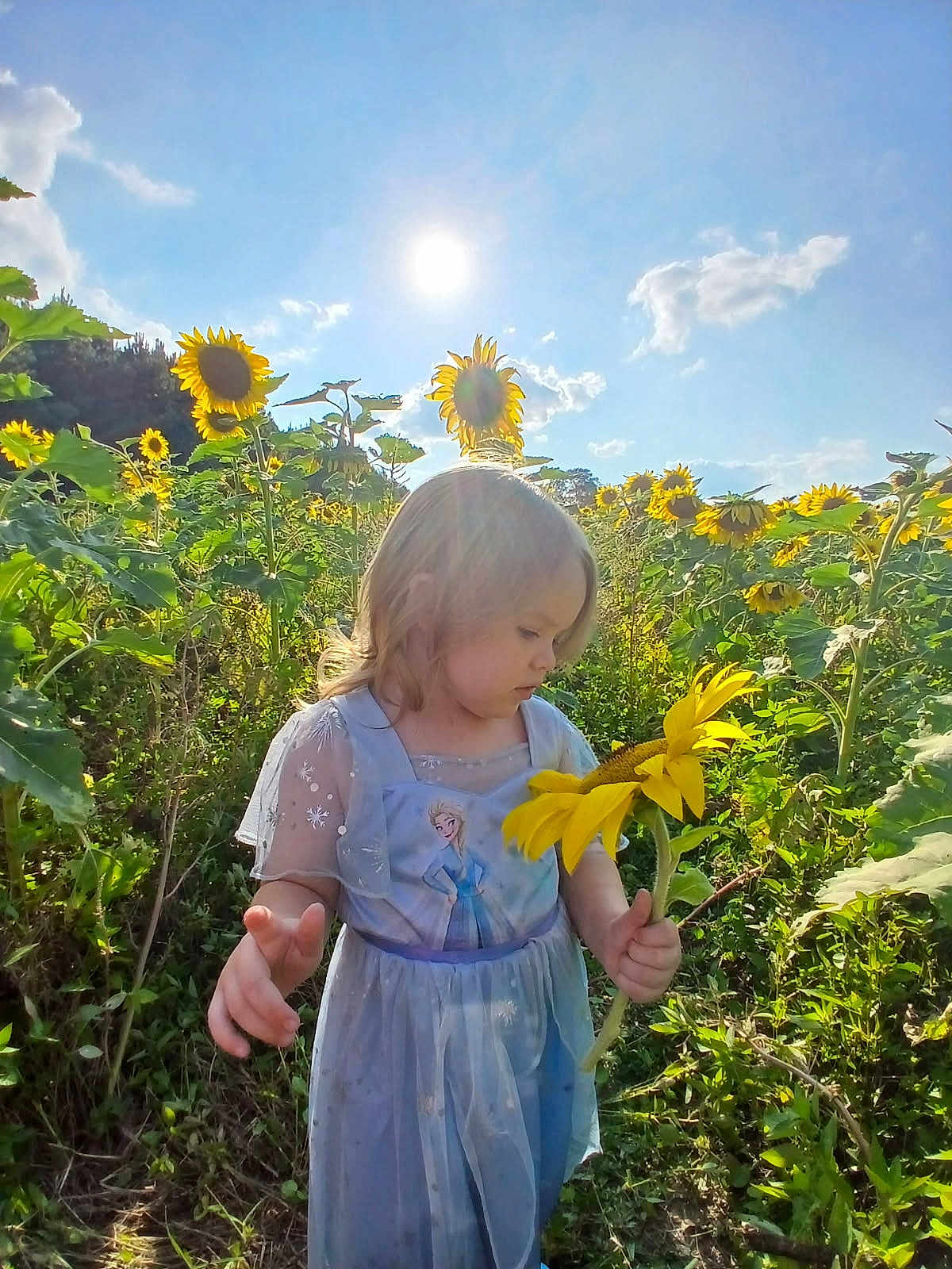 Hazel joined the competition — help win amazing prizes! child, sunflower, flower, field, dress, blue_dress, princess, outdoor, sunny, daylight, nature, greenery, plants, flora, sky, sun, portrait, girl, curious, summer