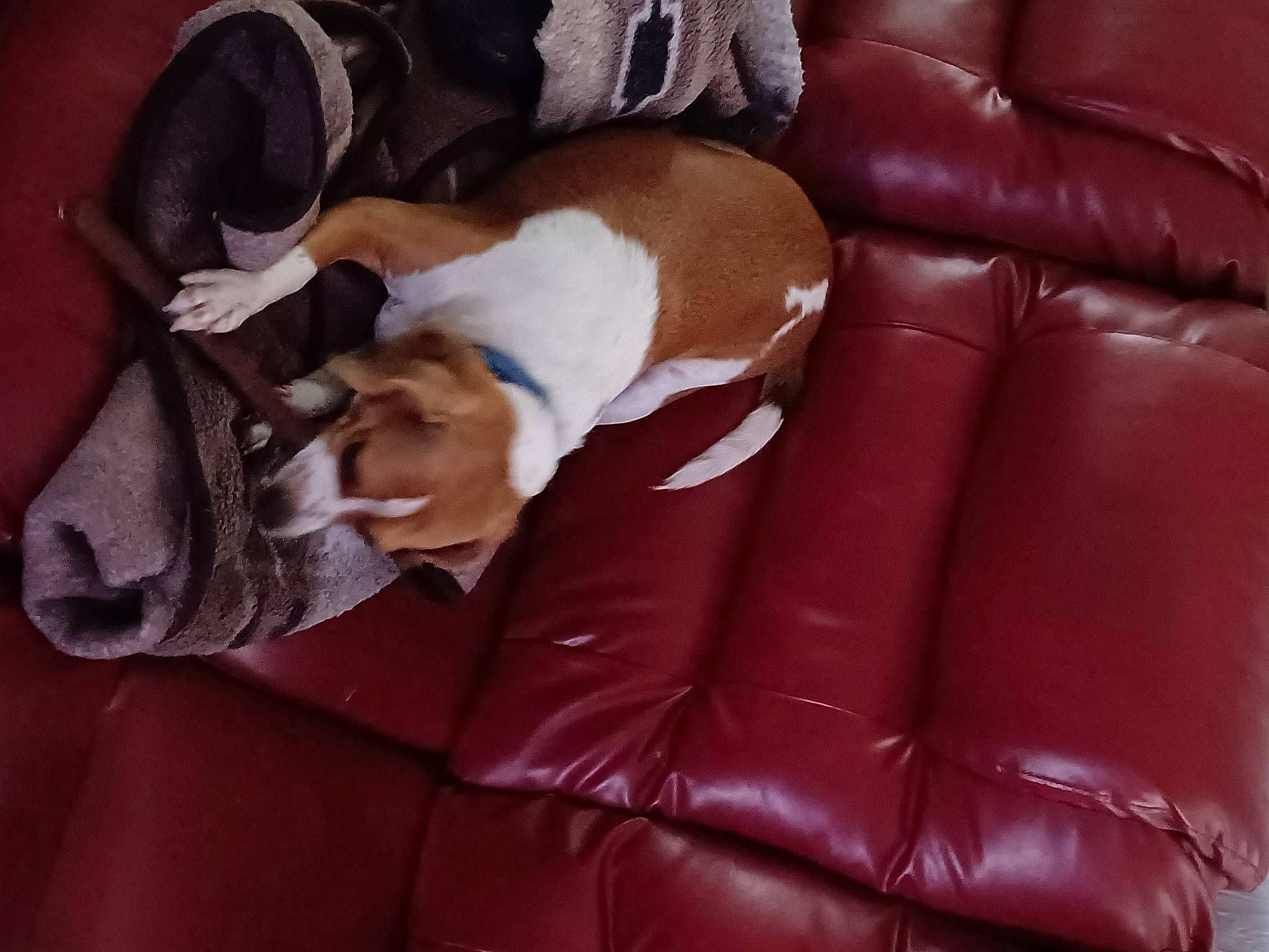 Benny joined the competition — help win amazing prizes! canidae, carnivore, comfort, companion_dog, couch, dog, dog_breed, fawn, fur, leather, liver, living_room, pillow, room, sleeper_chair, slipcover, sofa_bed, sporting_group, studio_couch, working_animal