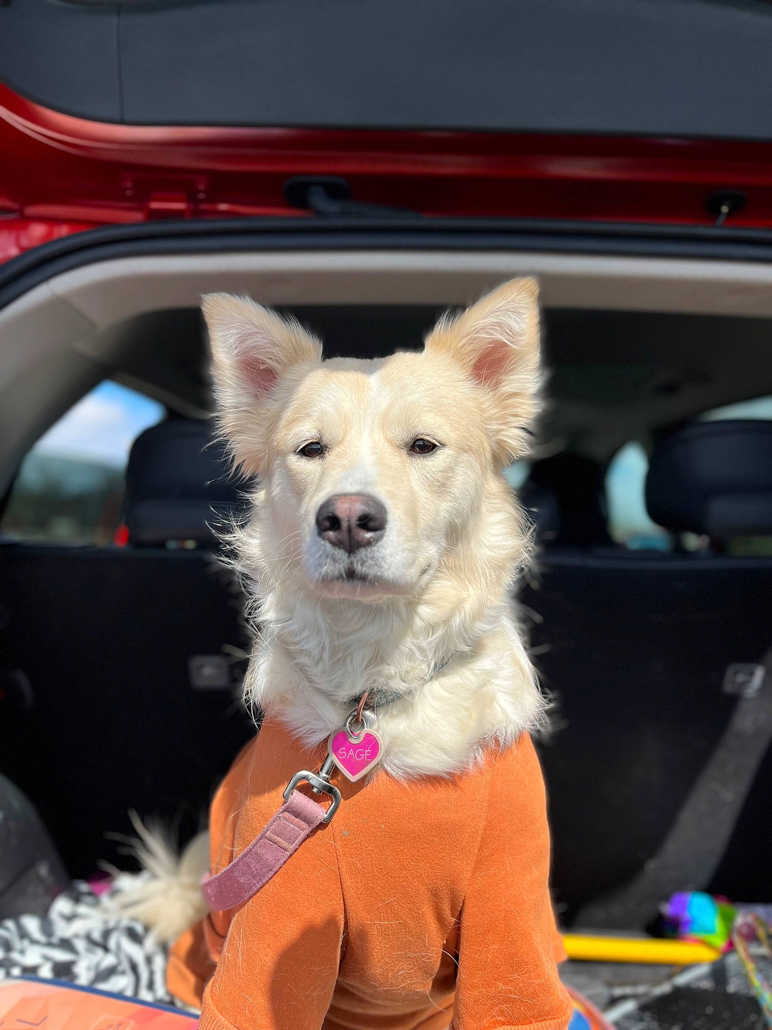 Sage is registered to the contest to win money with this photo: automotive_exterior, canidae, car, carnivore, collar, companion_dog, dog, dog_breed, dog_clothes, dog_supply, event, fawn, fur, leash, motor_vehicle, snout, sporting_group, tire, vehicle, vehicle_door