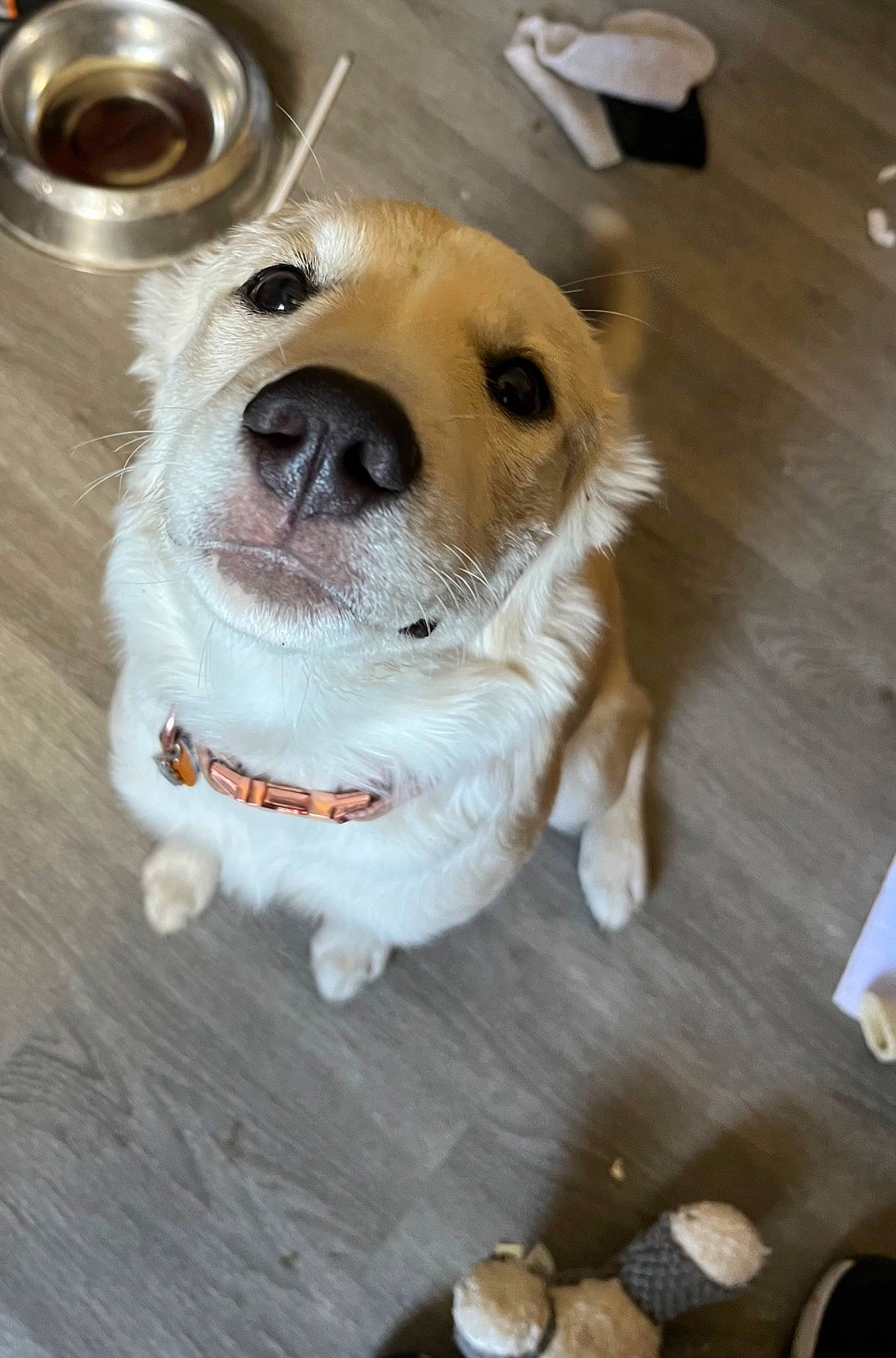 Sage joined the competition — help win amazing prizes! carnivore, collar, companion_dog, dog, dog_breed, dog_clothes, dog_collar, dog_supply, flooring, fur, goggles, hardwood, leash, pet_supply, retriever, sunglasses, toy_dog, whiskers, wood, working_animal