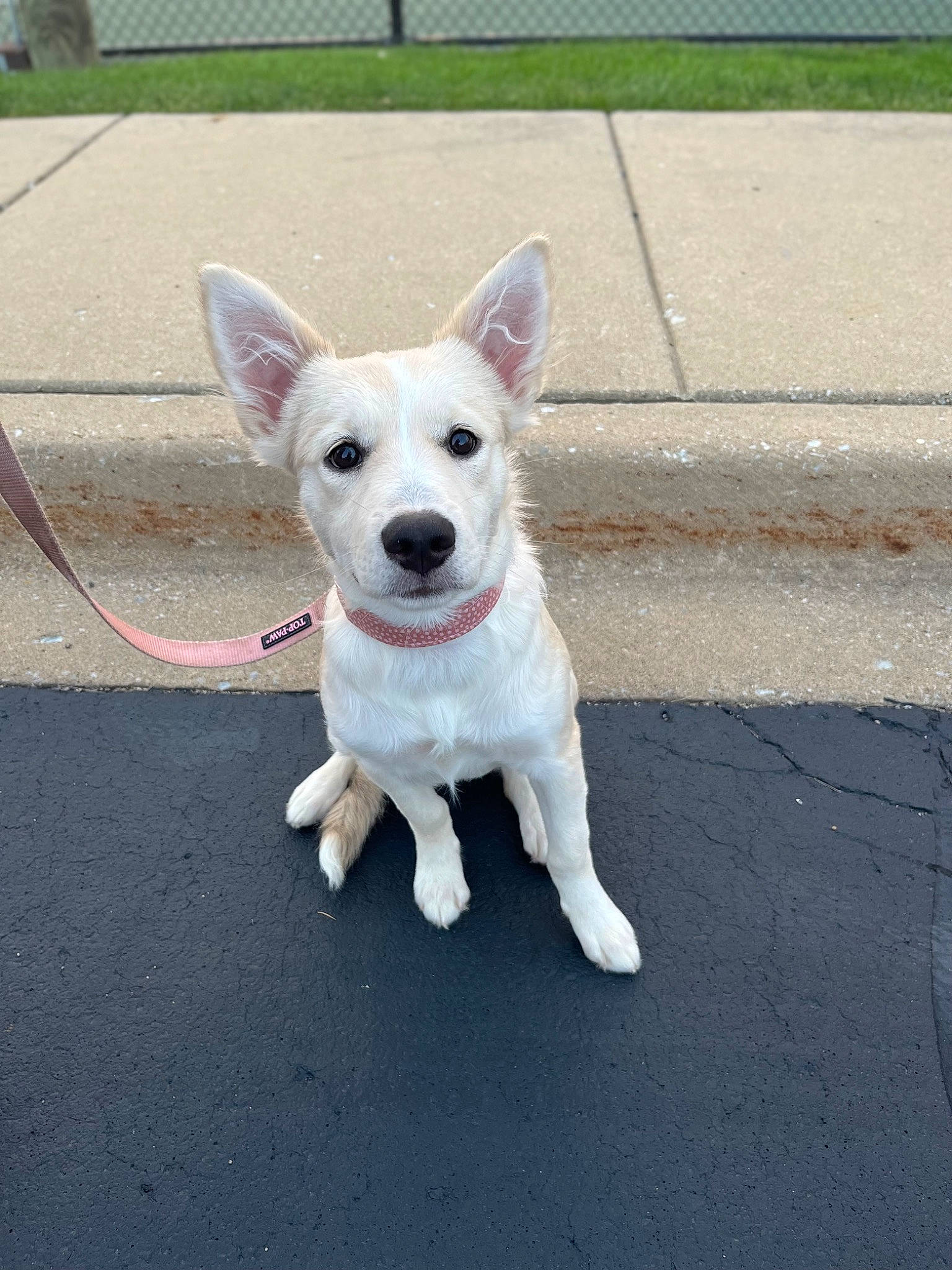 Sage is registered to the contest to win money with this photo: asphalt, canidae, carnivore, collar, companion_dog, dog, dog_breed, dog_supply, fashion_accessory, non_sporting_group, paw, plant, road, road_surface, sidewalk, snout, sporting_group, tail, terrestrial_animal, working_animal