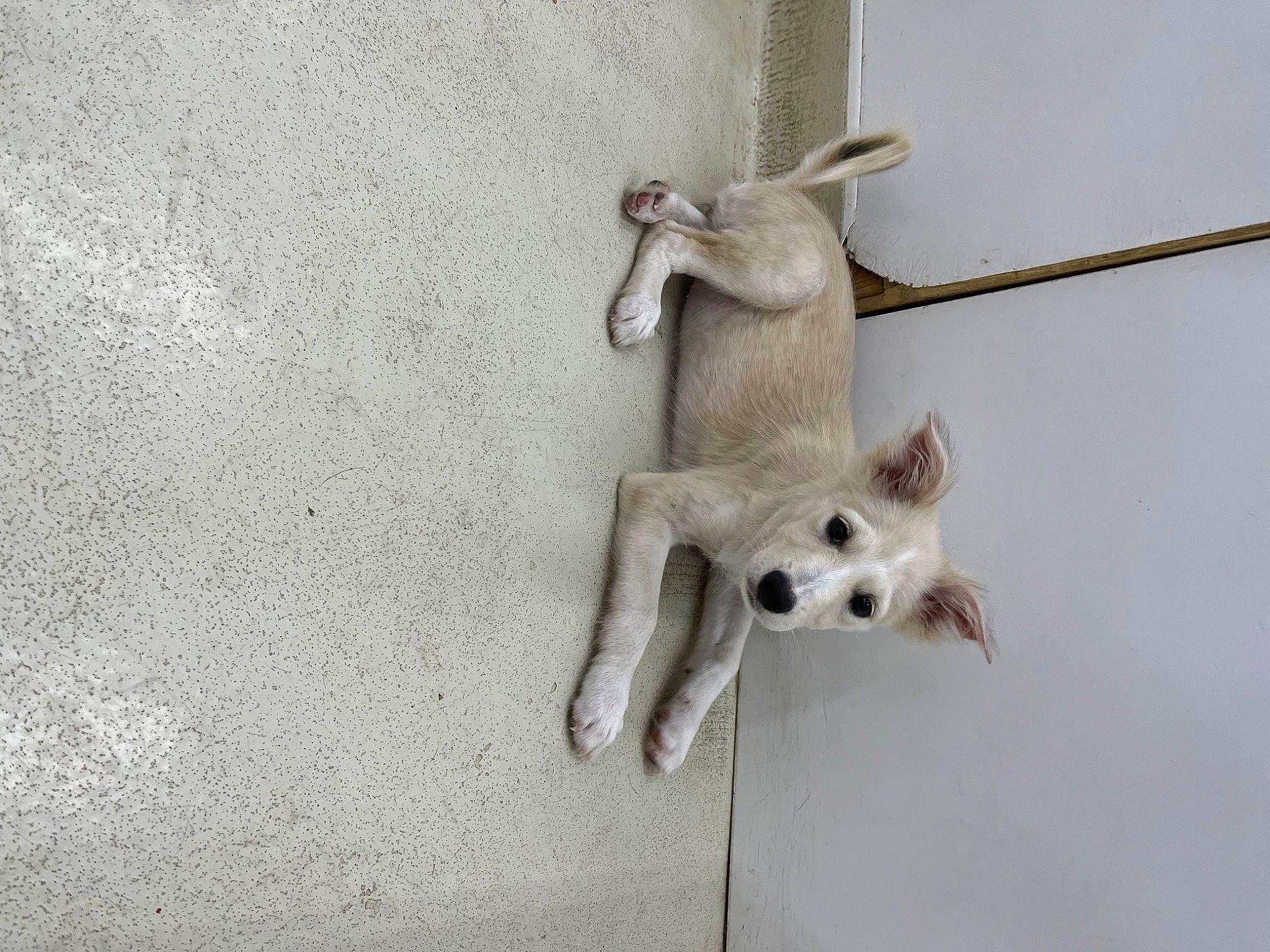 Sage joined the competition — help win amazing prizes! art, bone, canidae, fashion_accessory, fawn, grey, metal, paw, sculpture, snout, tail, terrestrial_animal, twig, wildlife, wood