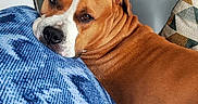 Iron participe au concours pour gagner de l'argent avec cette photo : dog, brown_dog, blanket, blue_blanket, living_room, indoor, refrigerator, magnets, kitchen, resting, relaxed, pet, canine, household, couch, pillow, comfort, domestic, fur, portrait