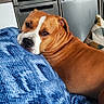 dog, brown_dog, blanket, blue_blanket, living_room, indoor, refrigerator, magnets, kitchen, resting, relaxed, pet, canine, household, couch, pillow, comfort, domestic, fur, portrait