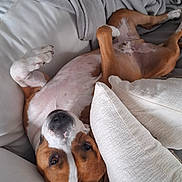 Iron participe au concours pour gagner de l'argent avec cette photo : dog, canine, pet, lying_down, upside_down, couch, pillow, blanket, relaxed, brown_and_white, fur, indoor, comfortable, resting, home, animal, cute, snug, portrait, domestic
