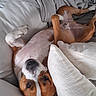 dog, canine, pet, lying_down, upside_down, couch, pillow, blanket, relaxed, brown_and_white, fur, indoor, comfortable, resting, home, animal, cute, snug, portrait, domestic