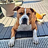 Iron participe au concours pour gagner de l'argent avec cette photo : dog, brown_and_white, lying_down, outdoor, sunlight, deck, potted_plants, tennis_balls, relaxed, pet, animal, fence, wooden_floor, daylight, shadow, snout, ears, paw, leisure, garden