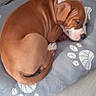 Iron participe au concours pour gagner de l'argent avec cette photo : puppy, dog, sleeping, bed, paw_prints, brown, white, floor, cozy, cute, pet, animal, indoor, resting, wrinkled_face, tail, fur, young_dog, domestic, adorable