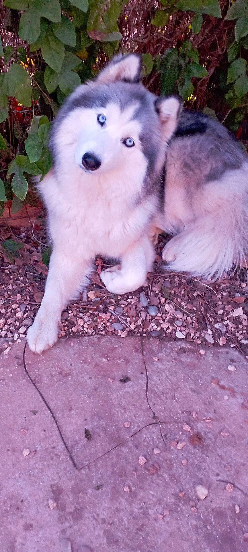 animal, canine, collie, dog, eskimodog, flagstone, herbal, herbs, husky, leaf, machine, path, pet, plant, puppy, slate, soil, spoke, walkway, whitedog