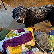 Penni Grace is registered to the contest to win money with this photo: animal, black_dog, blanket, colorful, cozy, crafting, crochet, curious, dog, floor, frost, indoor, looking_up, messy, pet, snow, texture, tiles, wool, yarn