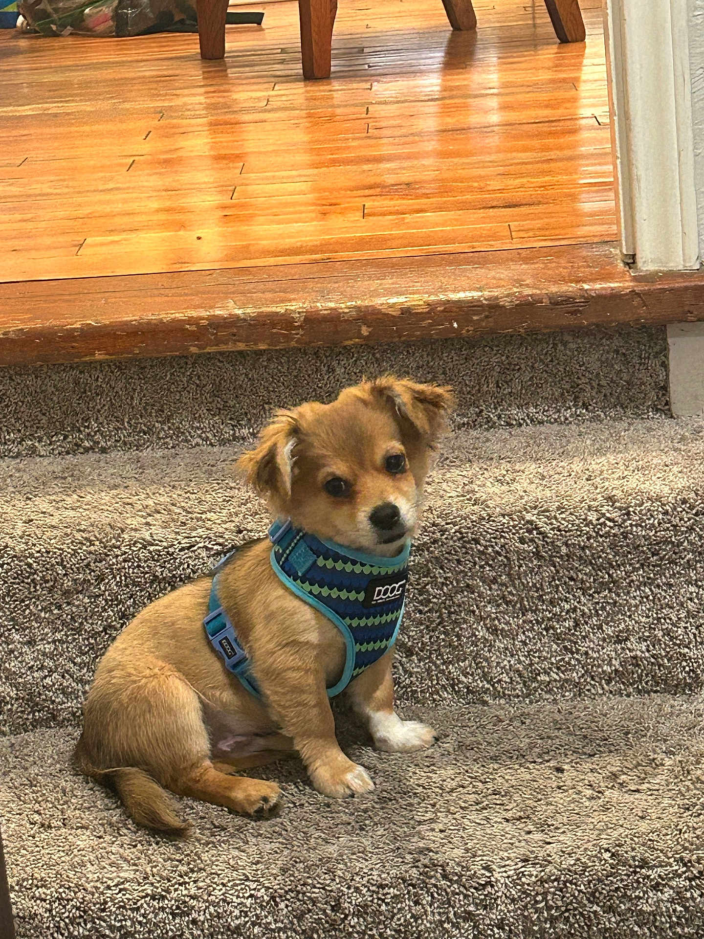 Mochaa joined the competition — help win amazing prizes! accessories, animal, canine, dog, door, furniture, goldenretriever, hardwood, homedecor, indoors, interiordesign, machine, pet, puppy, rock, stainedwood, strap, table, wheel, wood