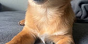 Mochaa joined the competition — help win amazing prizes! animal, bodypart, canine, chihuahua, cockerspaniel, dog, face, goldenretriever, head, hound, indoors, mouth, papillon, person, pet, photography, portrait, puppy, snout, teeth