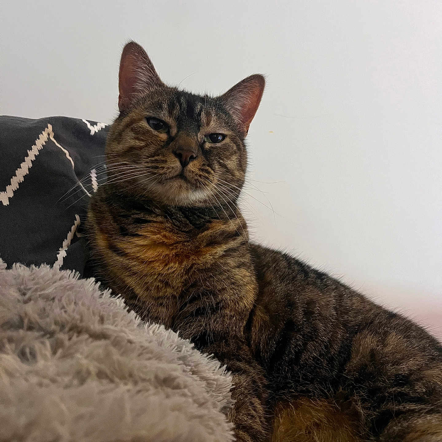 Maya a rejoint le concours — aidez-le/la à gagner de superbes lots ! abyssinian, animal, blanket, cat, couch, egyptiancat, furniture, kitten, manx, pet, siamese