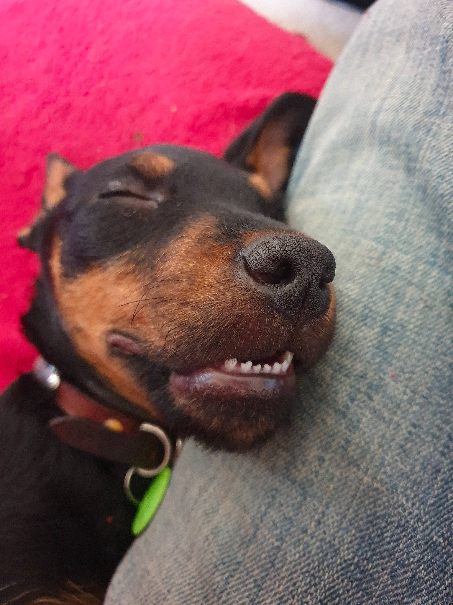 Pixel participe au concours pour gagner de l'argent avec cette photo : beauceron, canidae, carnivore, companion_dog, dobermann, dog, dog_breed, ear, german_pinscher, guard_dog, mammal, manchester_terrier, miniature_pinscher, nose, pinscher, prazsky_krysarik, snout, sporting_group, toy_manchester_terrier, vertebrate