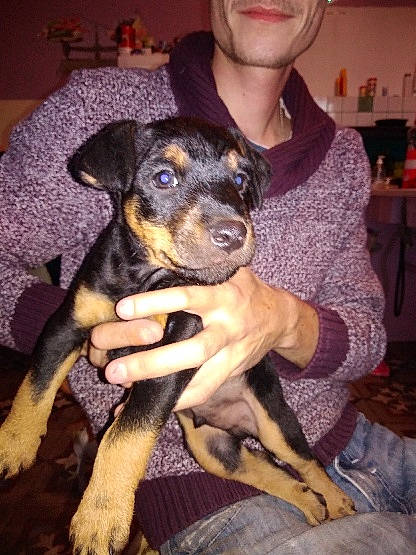 Pixel participe au concours pour gagner de l'argent avec cette photo : beauceron, black_and_tan_terrier, canidae, carlin_pinscher, carnivore, dog, dog_breed, fawn, german_pinscher, guard_dog, huntaway, jagdterrier, mammal, manchester_terrier, miniature_pinscher, pinscher, potcake_dog, puppy, toy_manchester_terrier, vertebrate